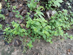 Veronica peduncularis