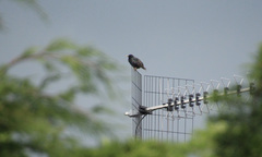 Sturnus vulgaris