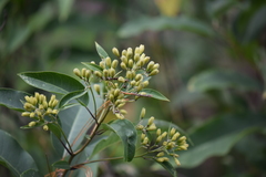 Cestrum thyrsoideum