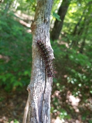 Hemileuca maia
