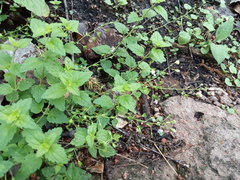 Veronica peduncularis
