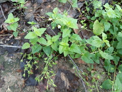 Veronica peduncularis