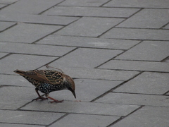 Sturnus vulgaris