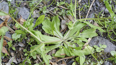 Valerianella