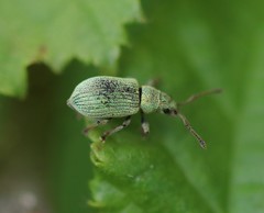 Phyllobius roboretanus