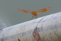 Brachythemis contaminata