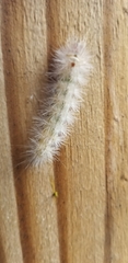 Lymire edwardsii
