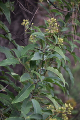 Cestrum thyrsoideum