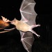 Lesser Long-nosed Bat - Photo (c) Ken Lamberton, some rights reserved (CC BY-NC), uploaded by Ken Lamberton