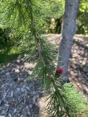 Larix laricina