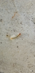 Lymire edwardsii