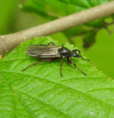 Bibio pomonae