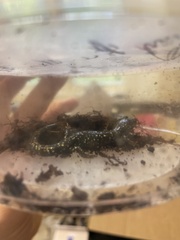 Plethodon glutinosus
