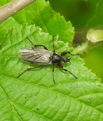 Bibio pomonae