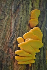 Laetiporus sulphureus