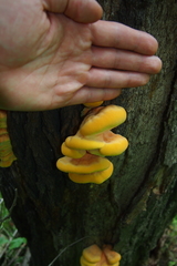 Laetiporus sulphureus
