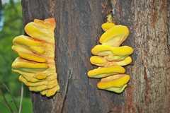Laetiporus sulphureus