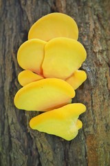 Laetiporus sulphureus