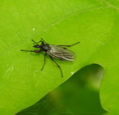 Bibio pomonae