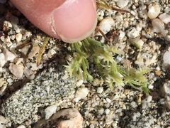 Pectocarya platycarpa