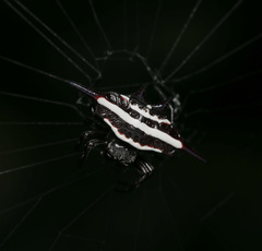 Gasteracantha doriae