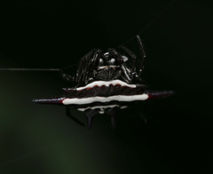 Gasteracantha doriae