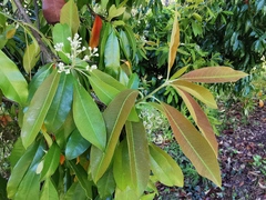 Photinia nussia