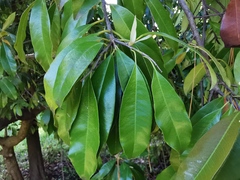 Photinia nussia