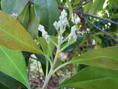 Photinia nussia