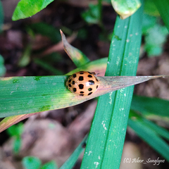 Harmonia eucharis