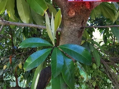 Photinia nussia
