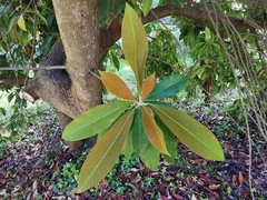 Photinia nussia