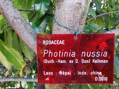 Photinia nussia