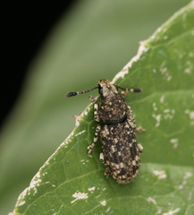 Eucorynus crassicornis