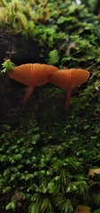 Lactarius rimosellus