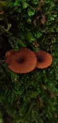 Lactarius rimosellus