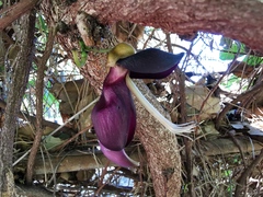 Mucuna atropurpurea