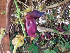 Mucuna atropurpurea