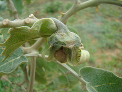 Solanum lycocarpum
