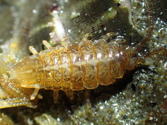 Image of Synidotea bicuspida