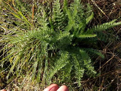 iNaturalist observation photo of common yarrow