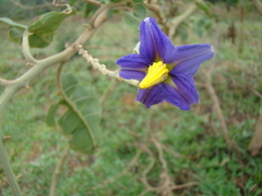 Solanum lycocarpum