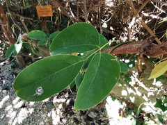 Mucuna atropurpurea