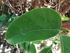 Mucuna atropurpurea
