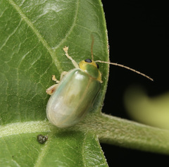 Hemipyxis semiviridis