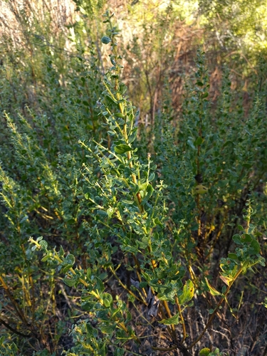 iNaturalist observation photo of coyote brush