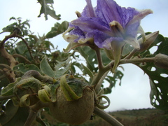 Solanum lycocarpum