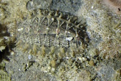 Mopalia porifera