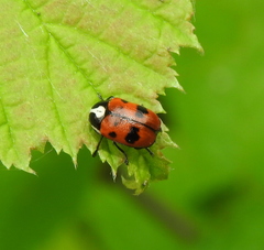 Cryptocephalus octopunctatus