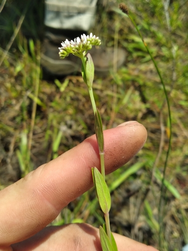 narrowleaf hornpod (Mitreola angustifolia)
